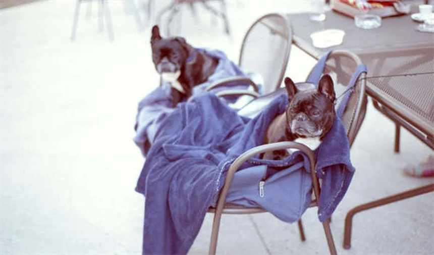 Ford F-150 Production Boost: 50,000 More Trucks Coming in 2026